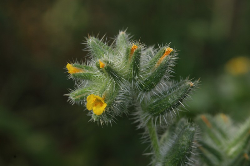 Bristly Fiddleneck photo 2