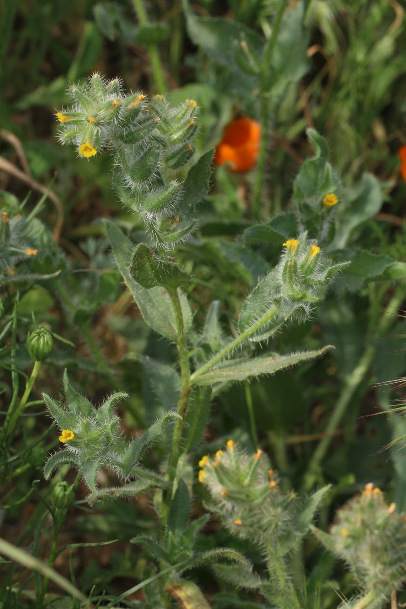 Bristly Fiddleneck
