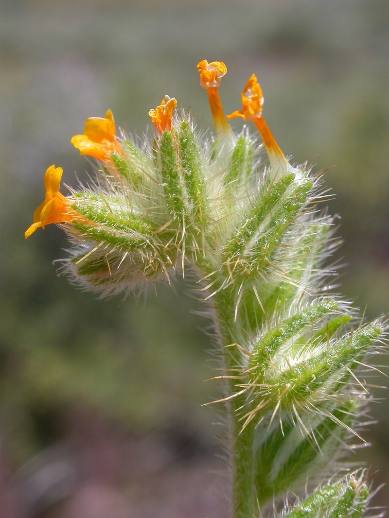Bristly Fiddleneck photo 3