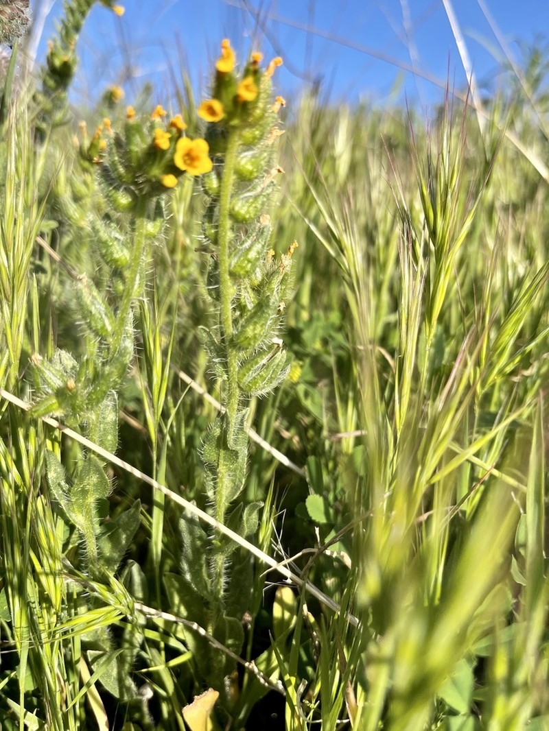Bristly Fiddleneck photo 4