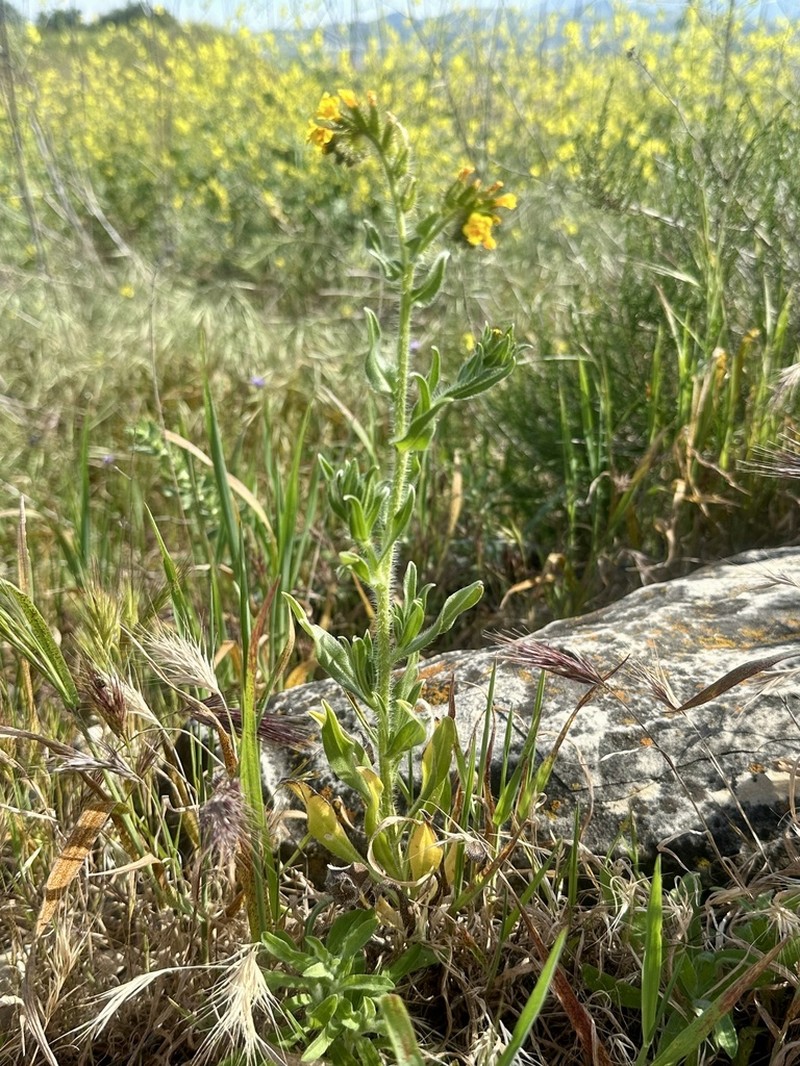 Bristly Fiddleneck photo 5