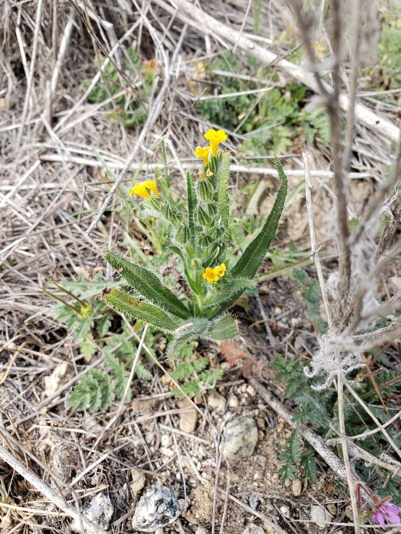 Bristly Fiddleneck photo 6