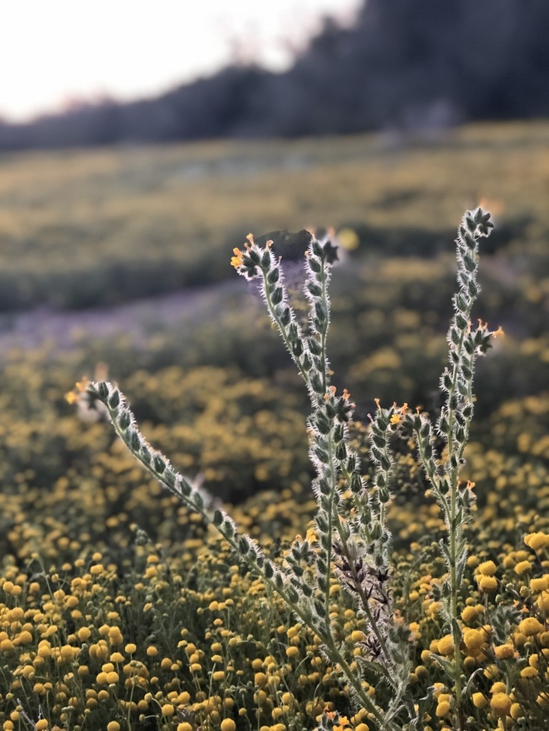 Bristly Fiddleneck photo 7