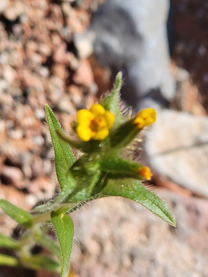 Bristly Fiddleneck photo 8