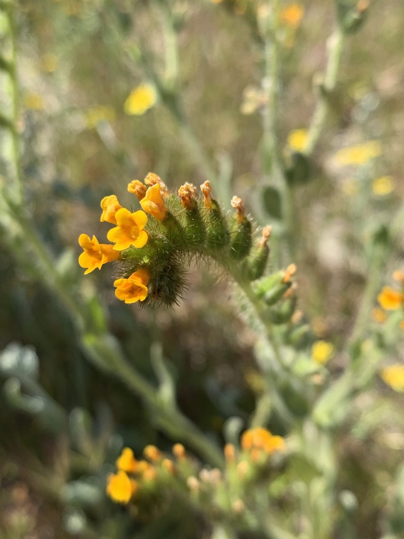 Amsinckia tessellata var. gloriosa