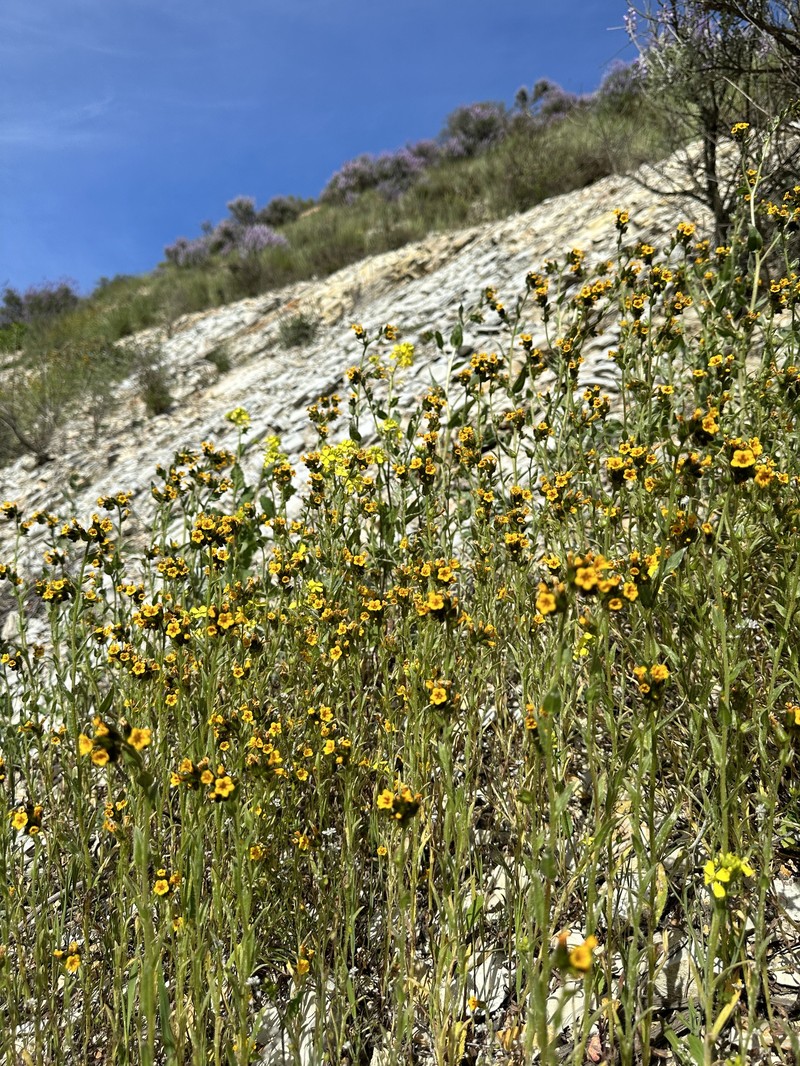Amsinckia tessellata var. gloriosa photo 2