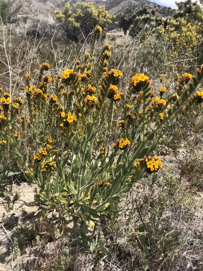 Amsinckia tessellata var. gloriosa photo 5