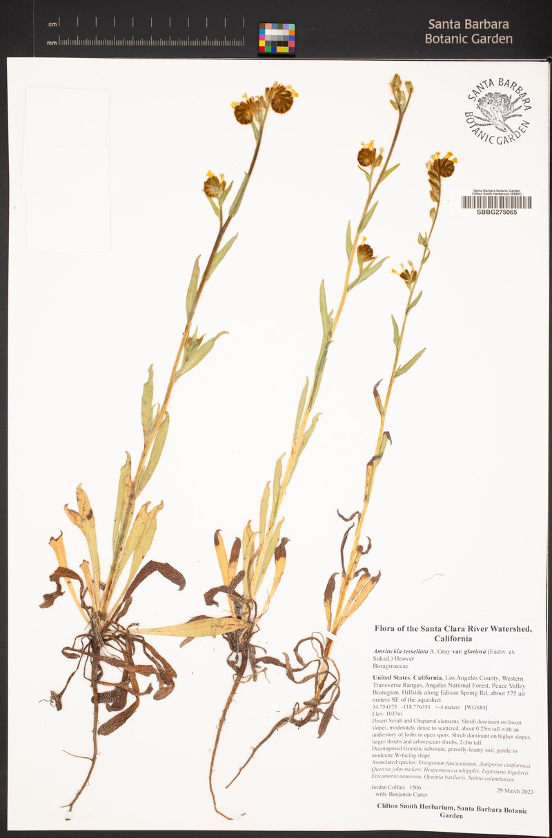 Amsinckia tessellata var. gloriosa photo 6