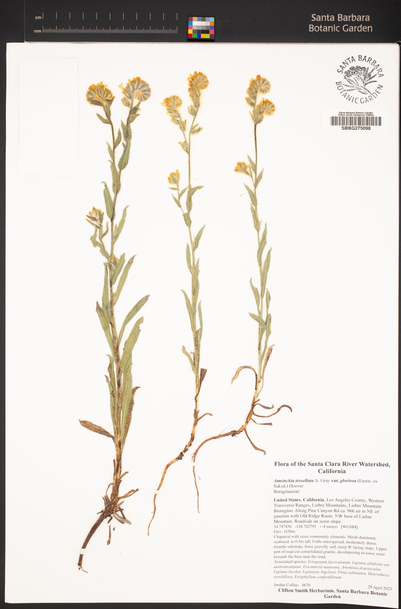 Amsinckia tessellata var. gloriosa photo 7