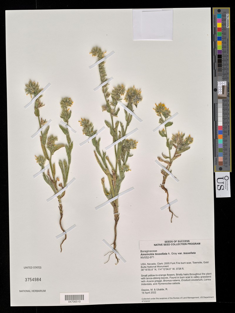 Amsinckia tessellata var. gloriosa photo 8