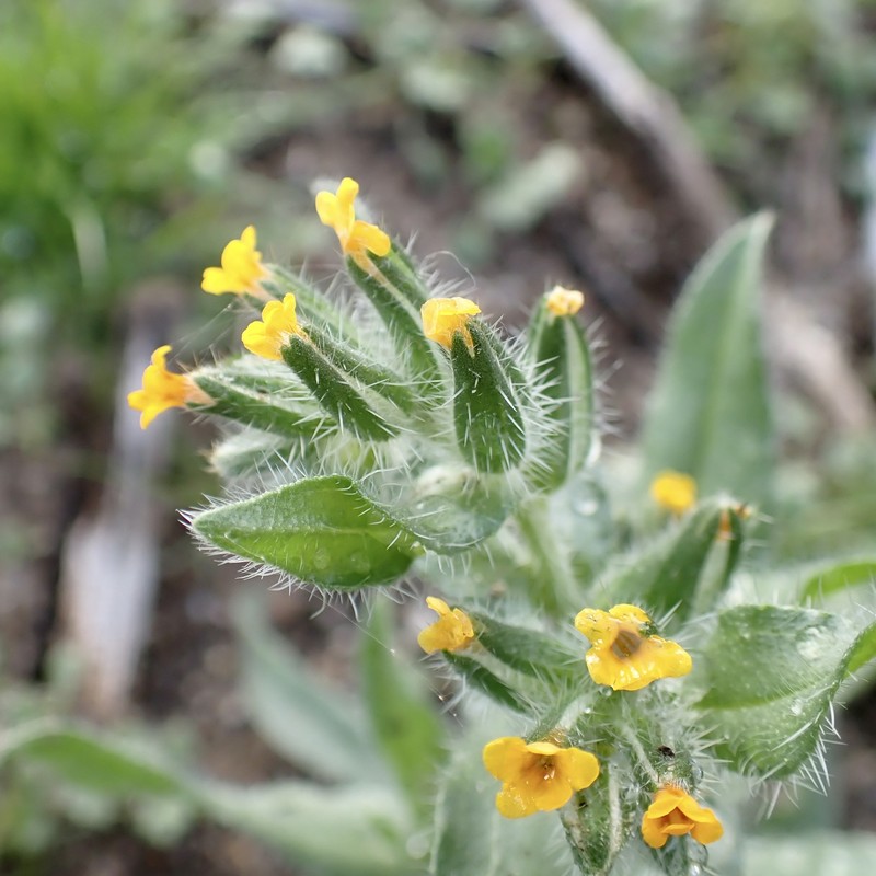 Amsinckia tessellata var. tessellata photo 2