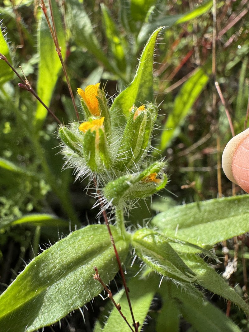 Amsinckia tessellata var. tessellata photo 3