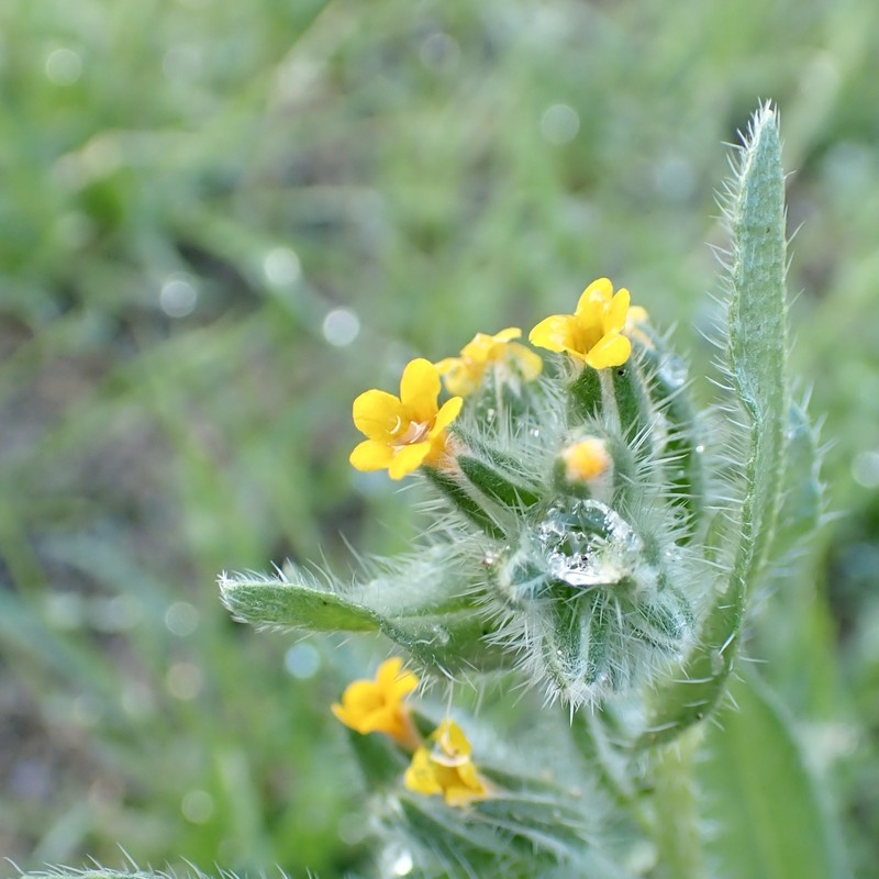 Amsinckia tessellata var. tessellata photo 4