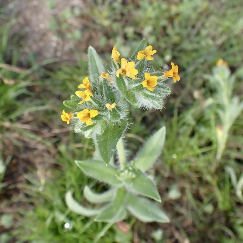 Amsinckia tessellata var. tessellata photo 5