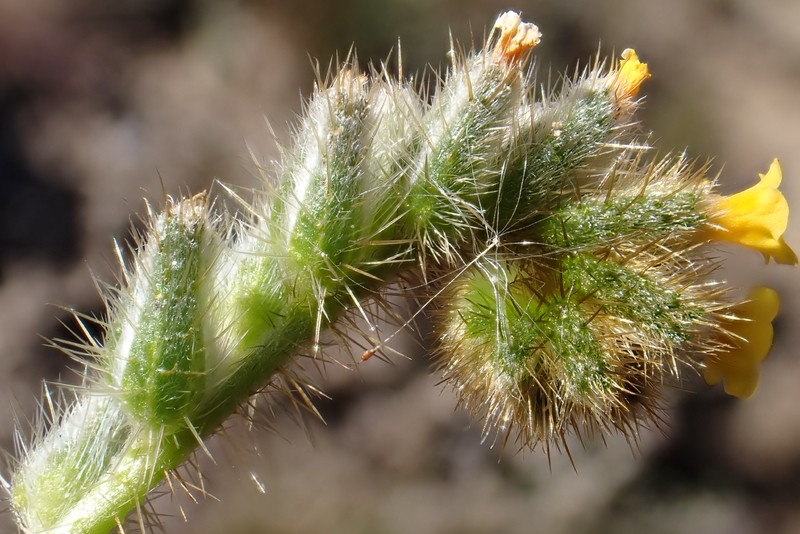 Amsinckia tessellata var. tessellata photo 7