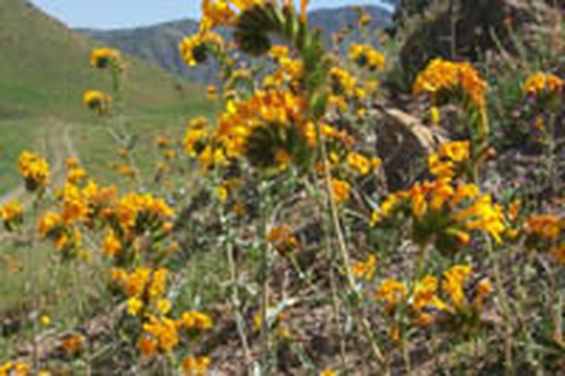 green fiddleneck