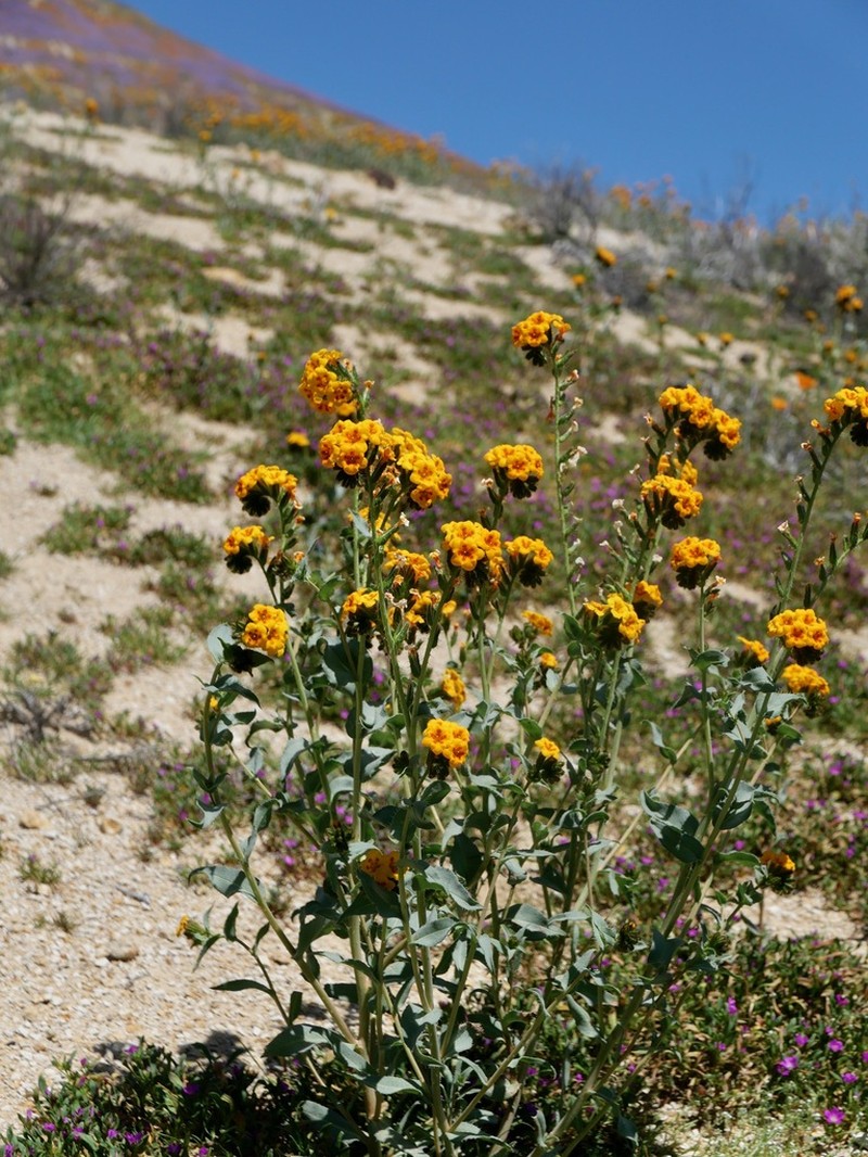 green fiddleneck photo 2