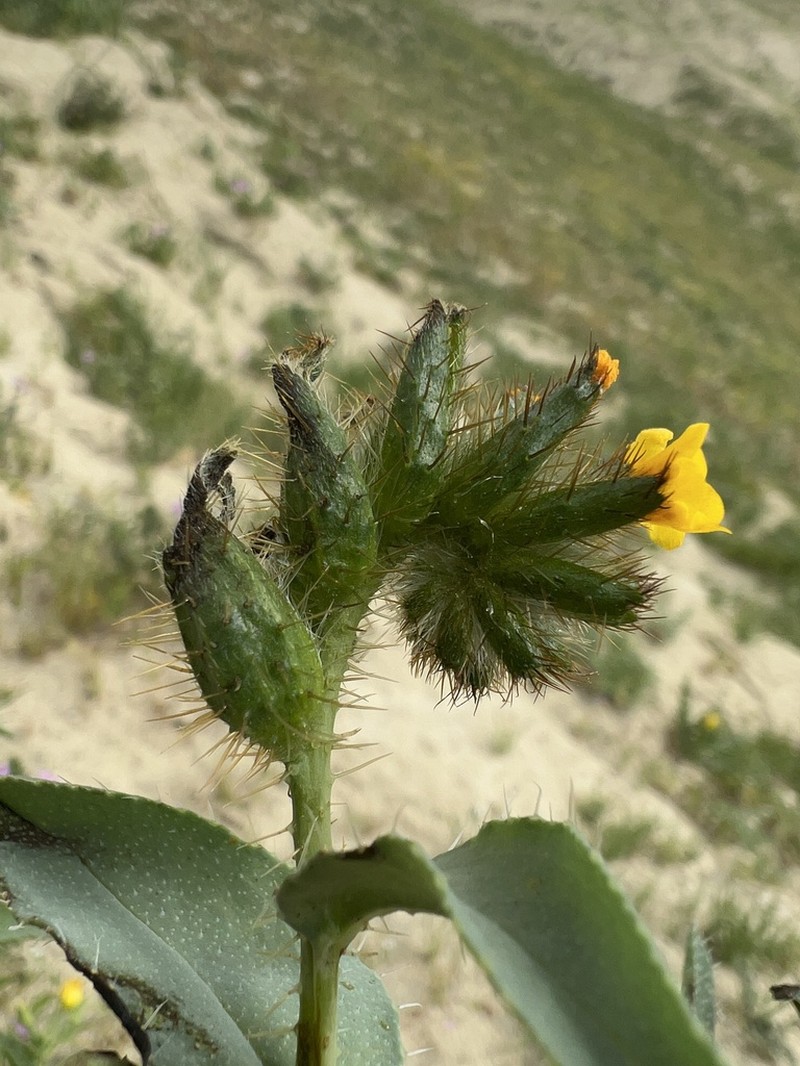 green fiddleneck photo 3