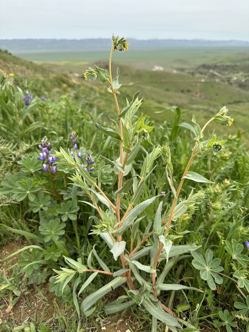 green fiddleneck photo 4
