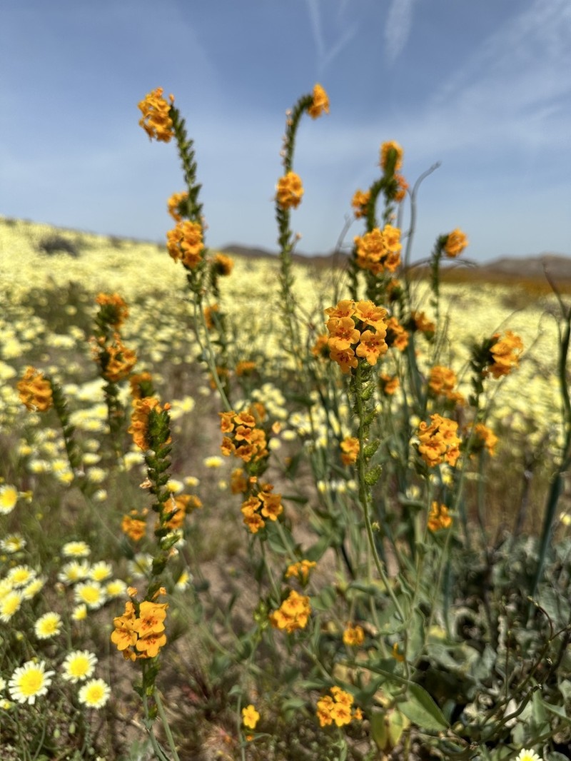 green fiddleneck photo 5