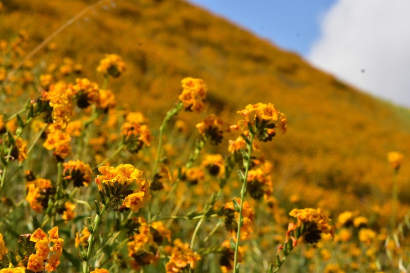 green fiddleneck photo 6