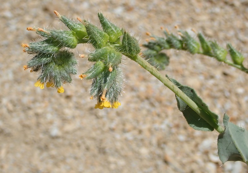 green fiddleneck photo 8