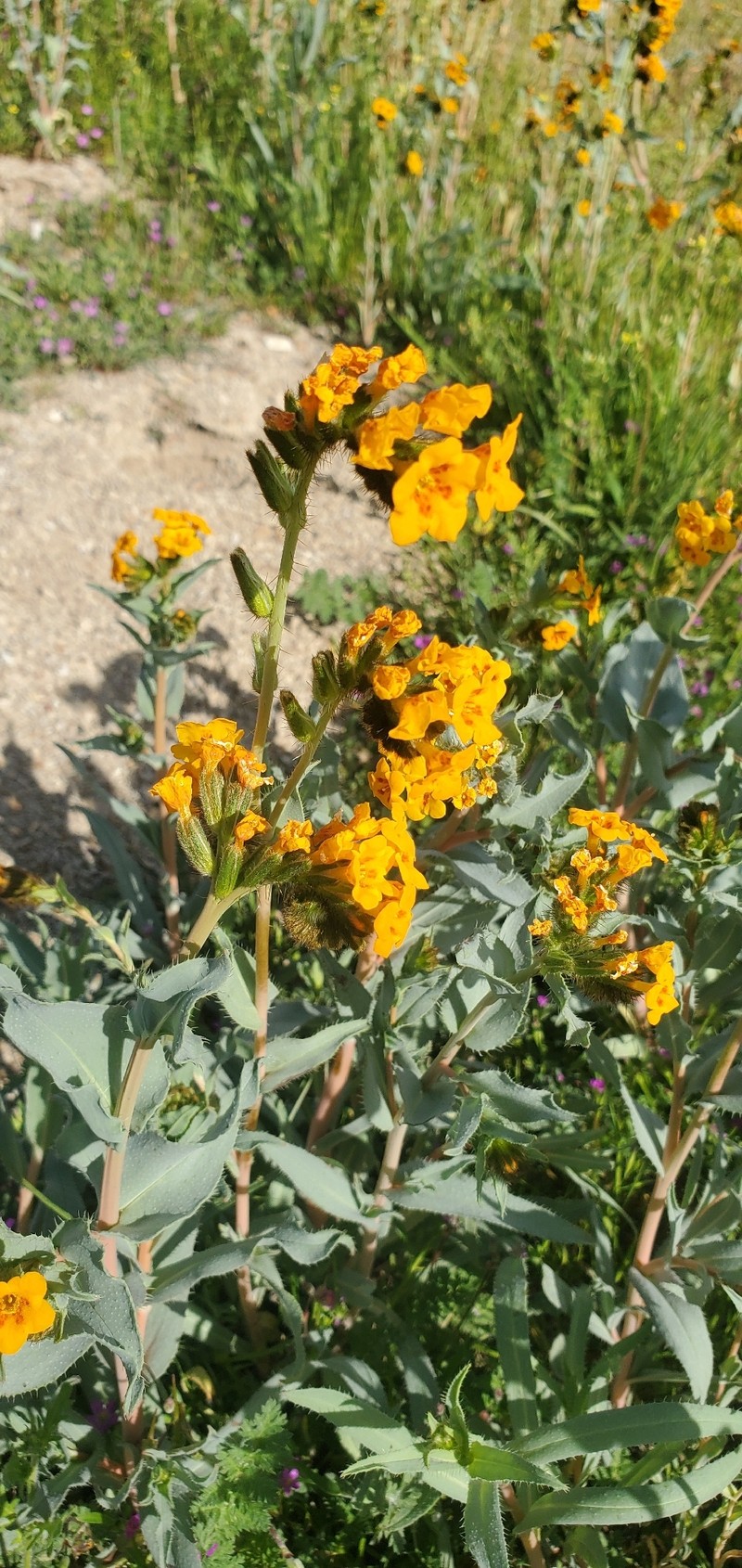 Amsinckia vernicosa var. furcata photo 2