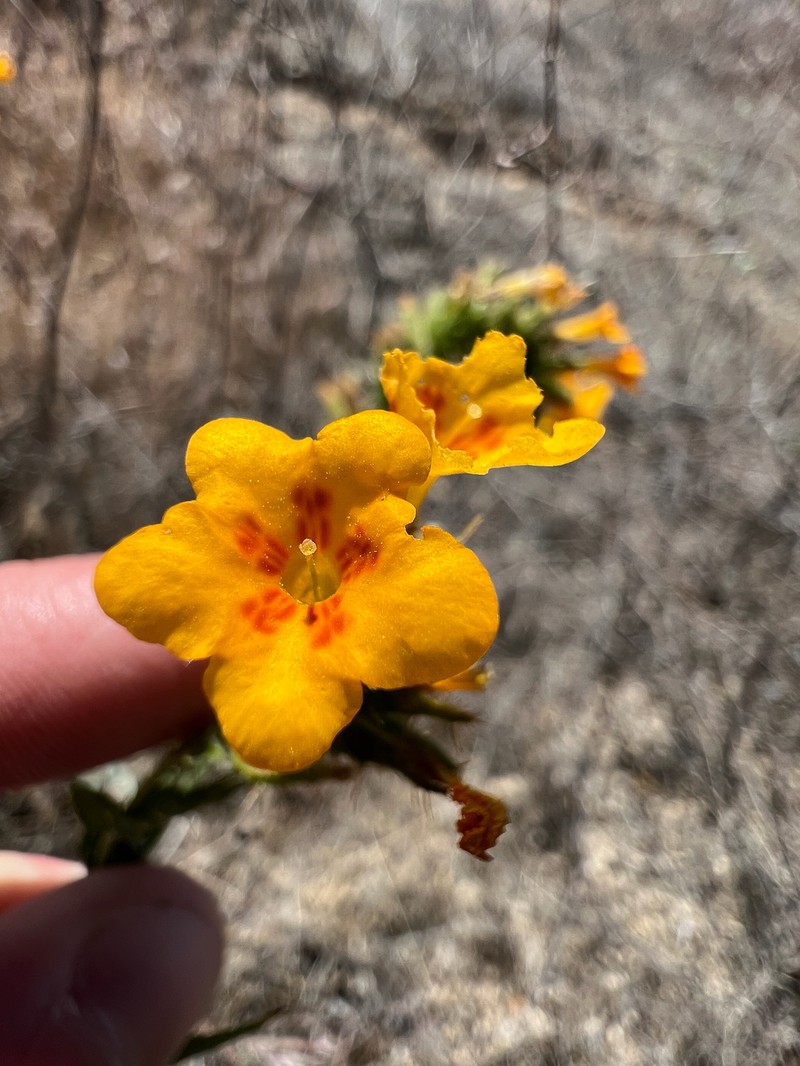 Amsinckia vernicosa var. furcata photo 3