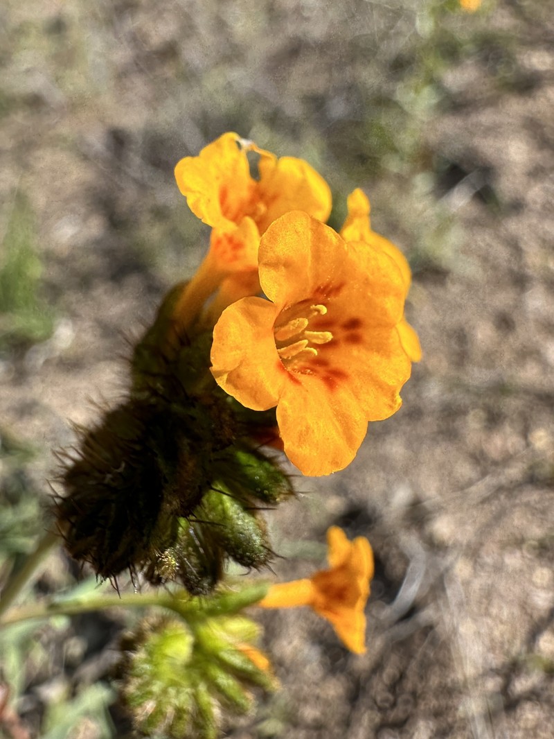 Amsinckia vernicosa var. furcata photo 4