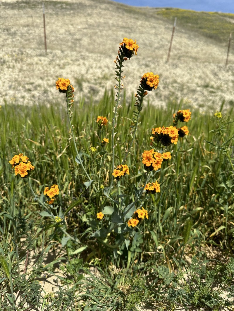 Amsinckia vernicosa var. furcata photo 7
