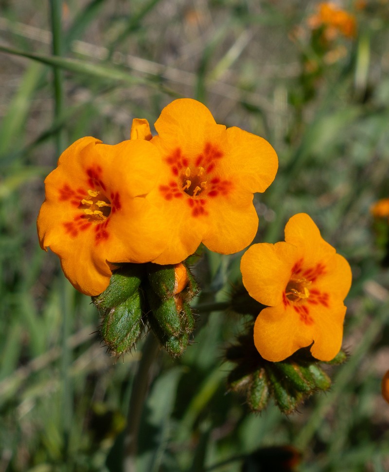 Amsinckia vernicosa var. furcata photo 8