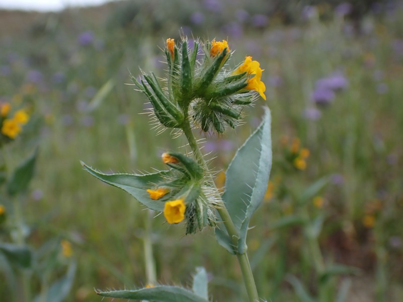 Amsinckia vernicosa var. vernicosa