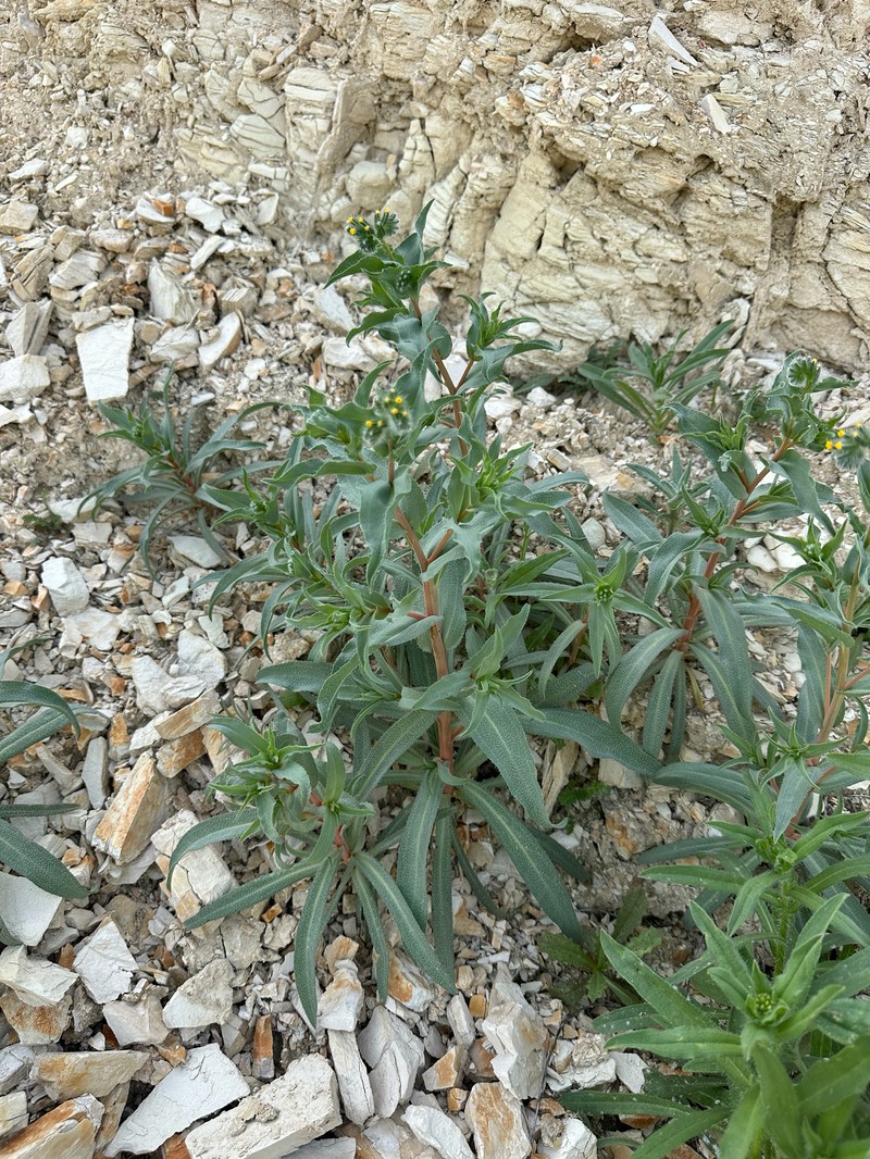 Amsinckia vernicosa var. vernicosa photo 2
