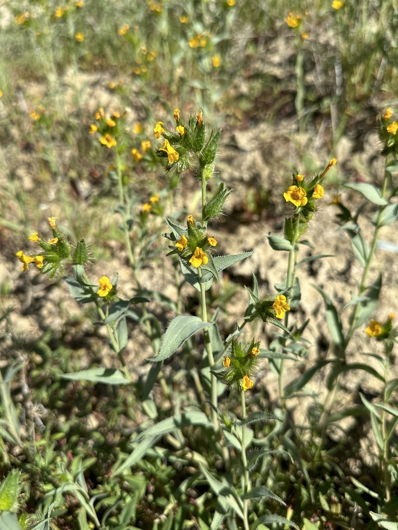 Amsinckia vernicosa var. vernicosa photo 3