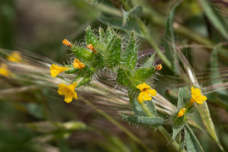 Amsinckia vernicosa var. vernicosa photo 4