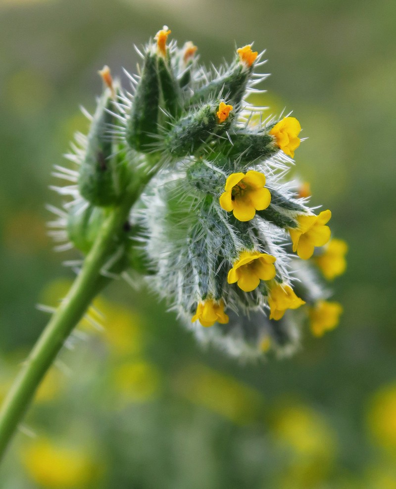 Amsinckia vernicosa var. vernicosa photo 5
