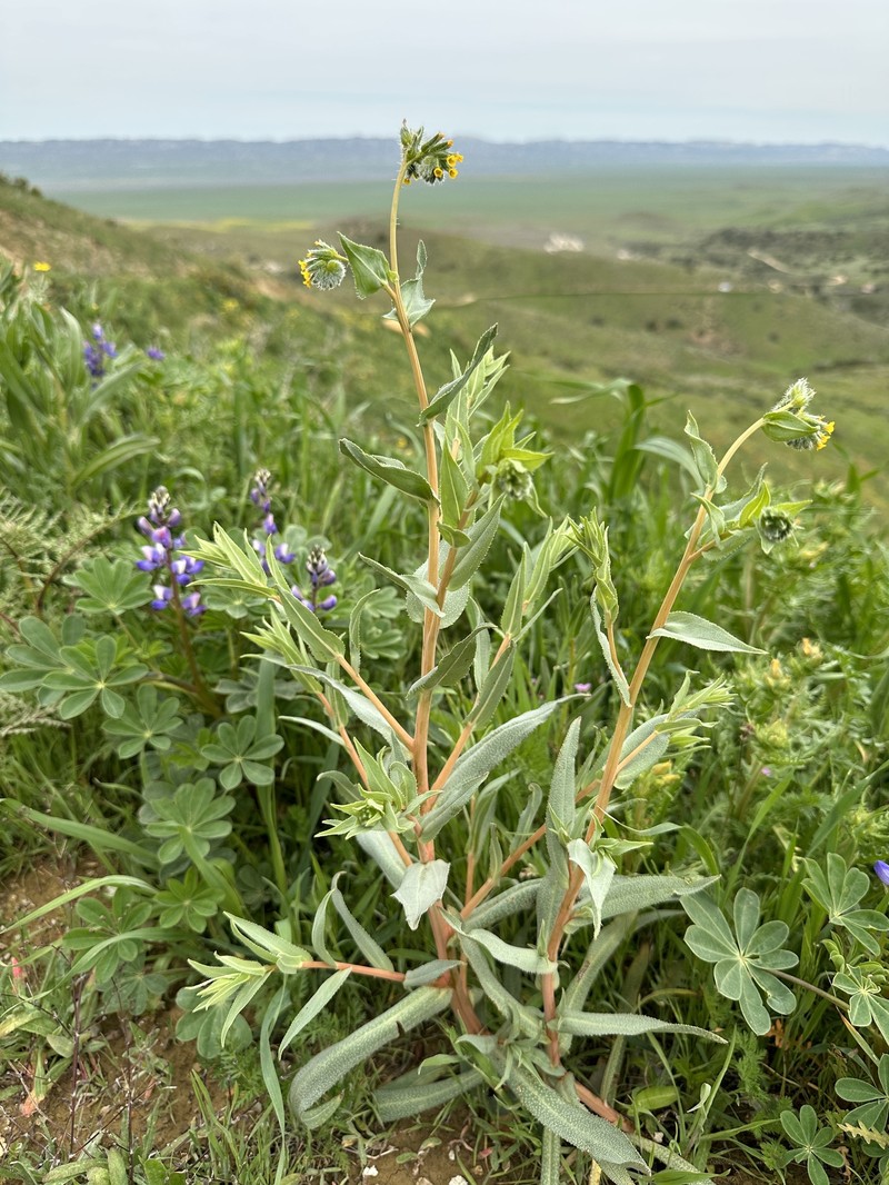 Amsinckia vernicosa var. vernicosa photo 6