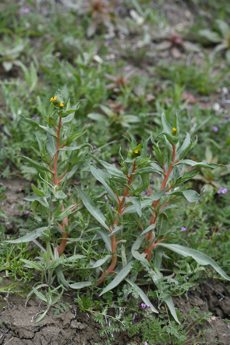 Amsinckia vernicosa var. vernicosa photo 7
