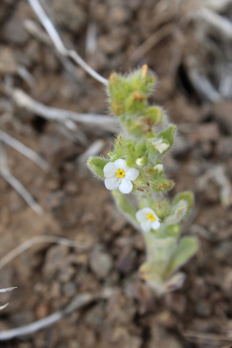 Great Basin Popcornflower