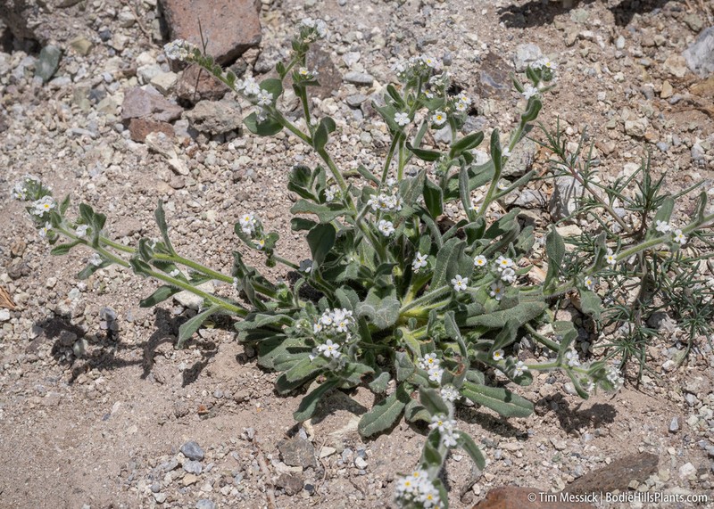 Great Basin Popcornflower photo 2