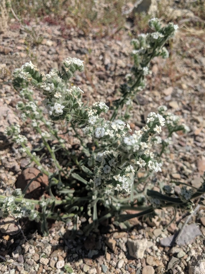 Great Basin Popcornflower photo 3