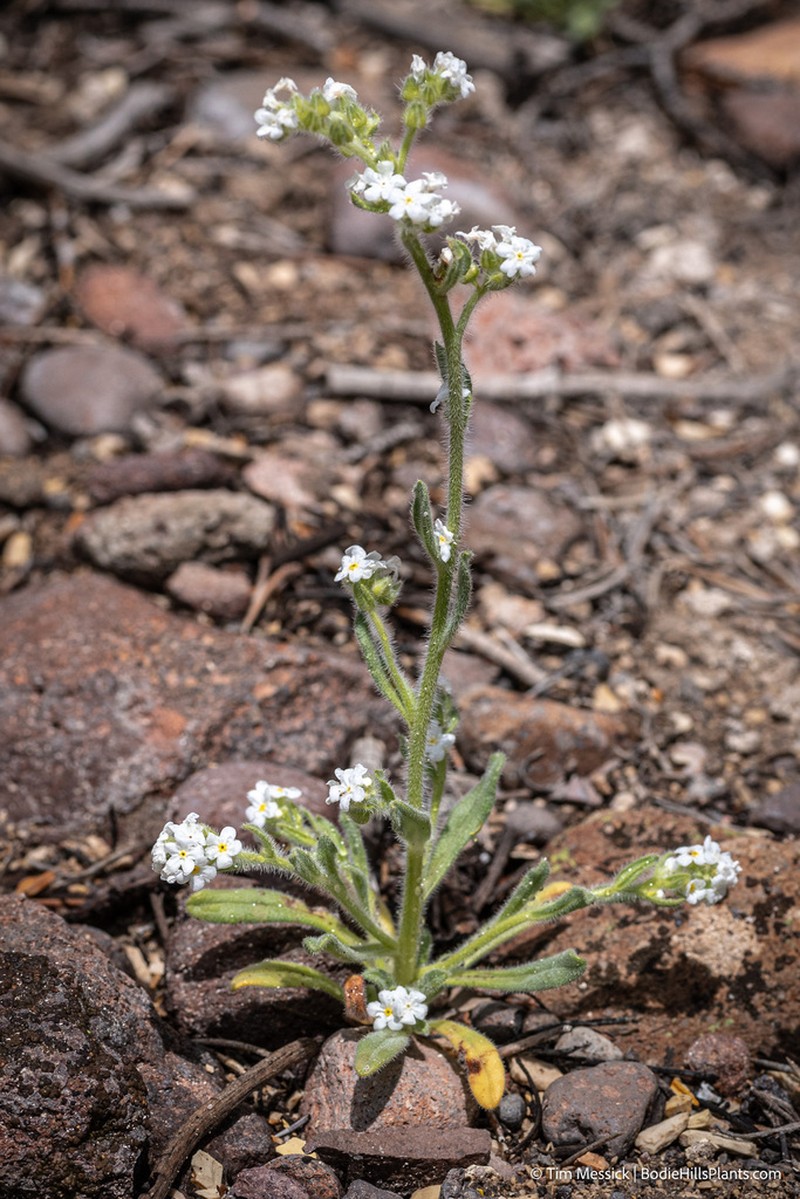 Great Basin Popcornflower photo 4