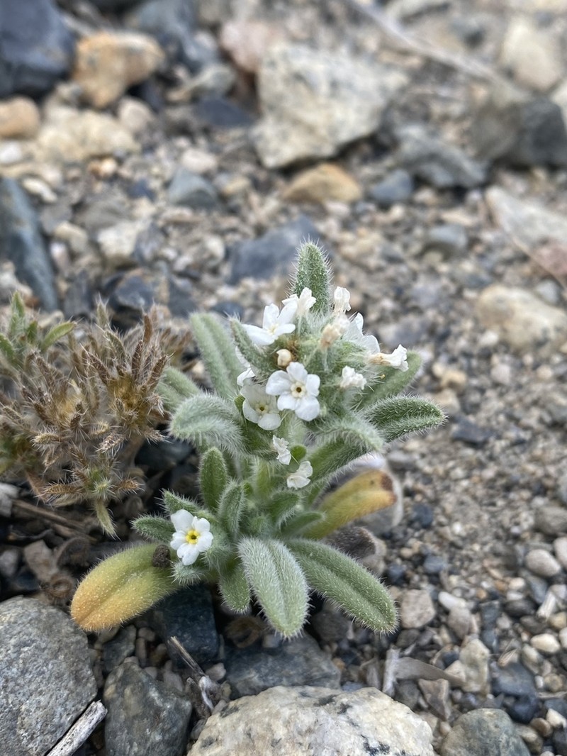 Great Basin Popcornflower photo 5