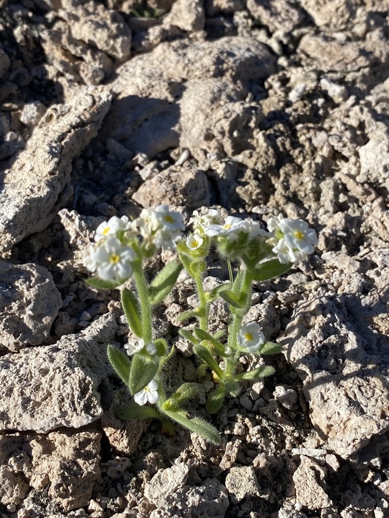 Great Basin Popcornflower photo 6