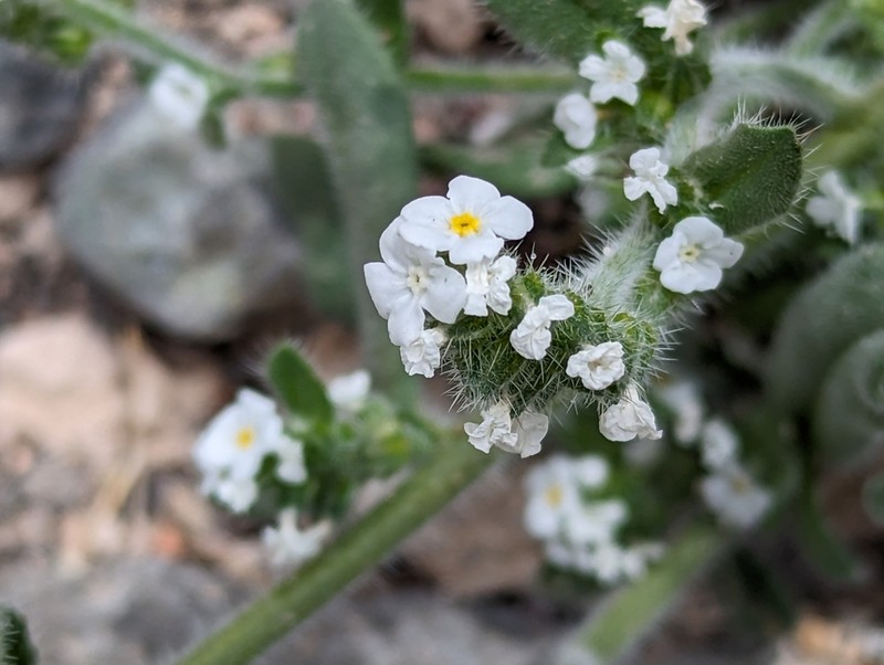 Great Basin Popcornflower photo 7