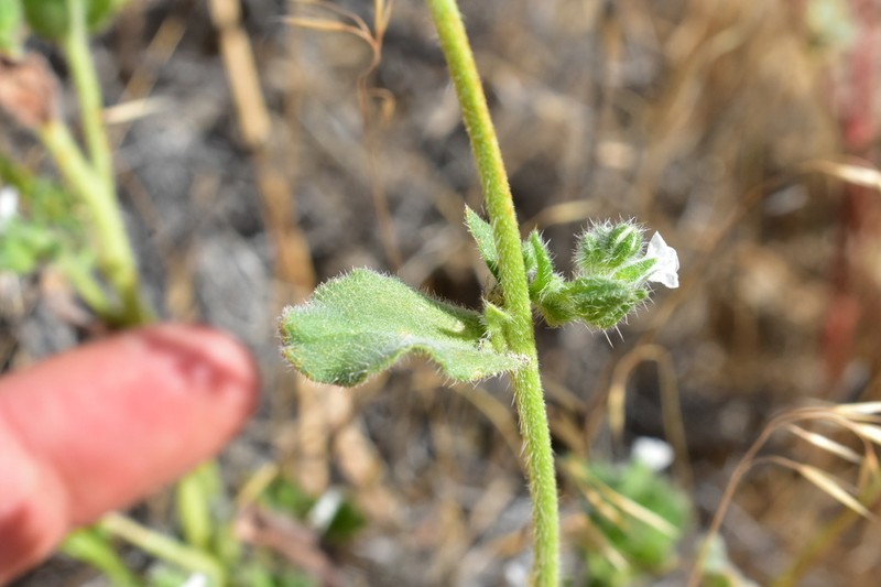 Great Basin Popcornflower photo 8