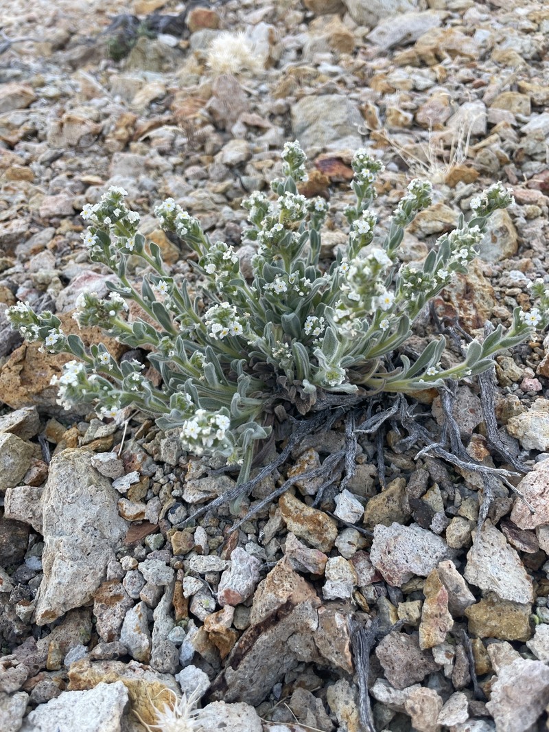 Amsinckiopsis kingii var. harknesii