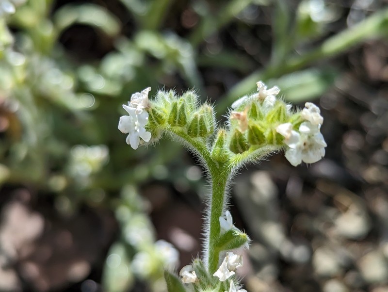 Amsinckiopsis kingii var. harknesii photo 2