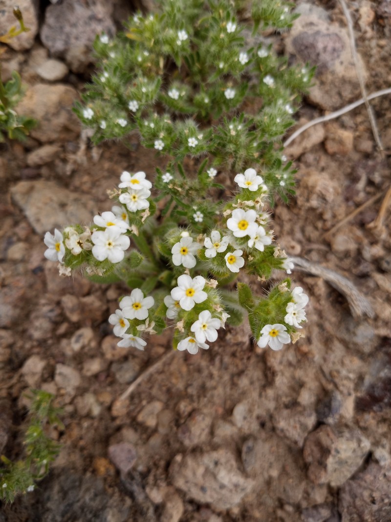 Amsinckiopsis kingii var. harknesii photo 3