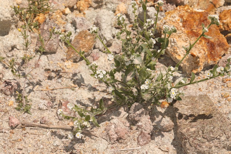 Amsinckiopsis kingii var. harknesii photo 4